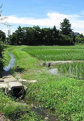 イネ、たんぼ