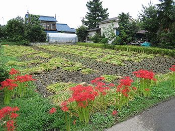 イネ、たんぼ