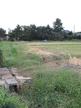 イネ