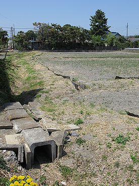 イネ