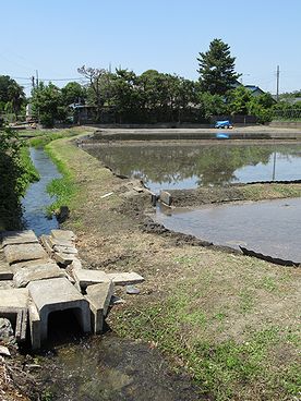 イネ、たんぼ