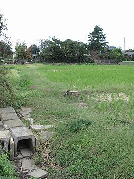 イネ
