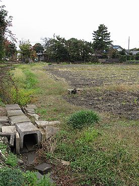 イネ