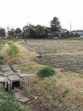 イネ