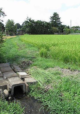 イネ