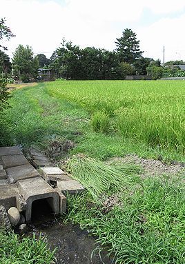 イネ、たんぼ