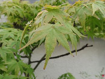 カエデ、モミジ