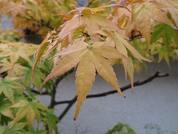 カエデ、モミジ