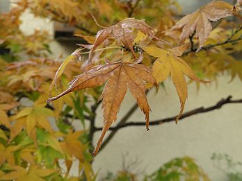 カエデ、モミジ