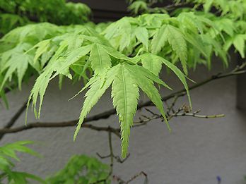 カエデ、モミジ