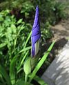 カキツバタ