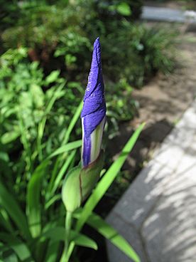 カキツバタ