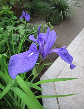 カキツバタ