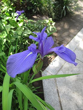 カキツバタ