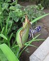 カキツバタ