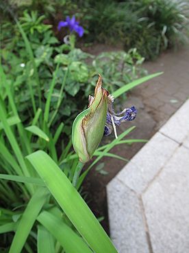 カキツバタ