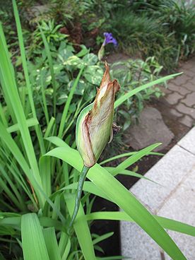 カキツバタ