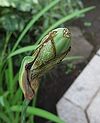 カキツバタ