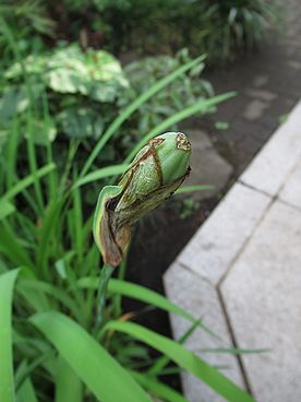 カキツバタ
