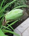 カキツバタ