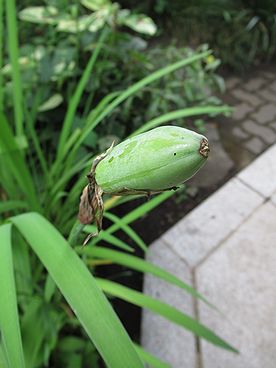 カキツバタ