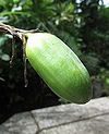 カキツバタ