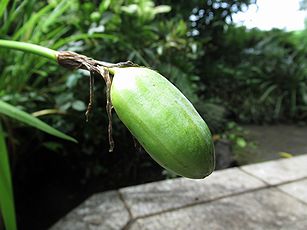 カキツバタ