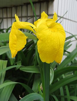 キショウブ