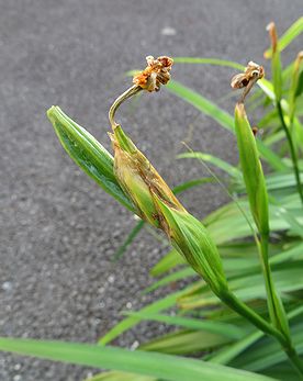 キショウブ
