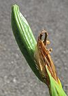 キショウブ