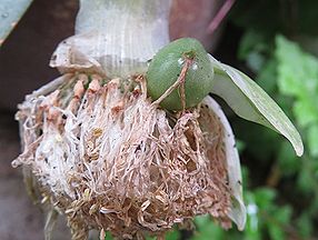 マユハケオモト、ハエマンサス