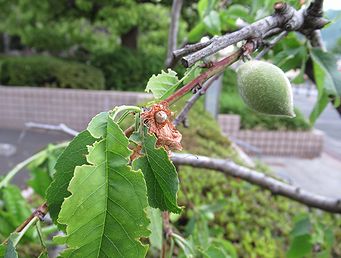 シダレモモ