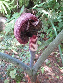 ムサシアブミ
