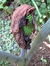 ムサシアブミ