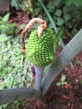 ムサシアブミ