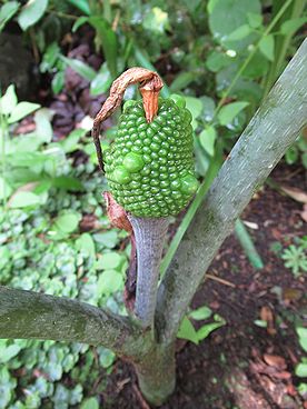 ムサシアブミ