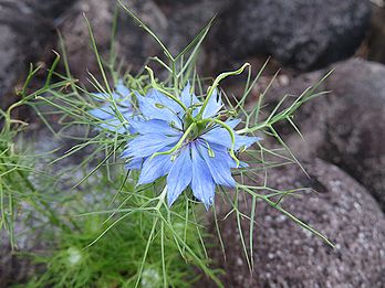 ニゲラ、クロタネソウ