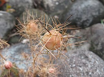 ニゲラ、クロタネソウ