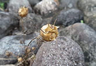 ニゲラ、クロタネソウ