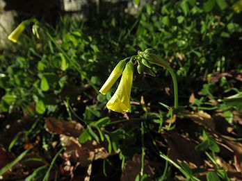 オオキバナカタバミ、オキザリス