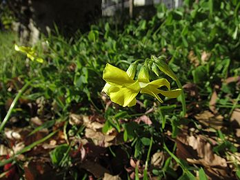 オオキバナカタバミ、オキザリス