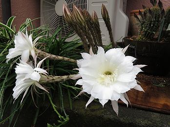 サボテンの花