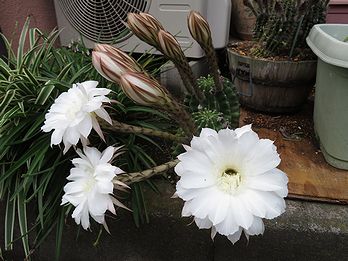 サボテンの花