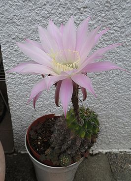 サボテンの花