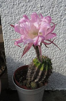 サボテンの花