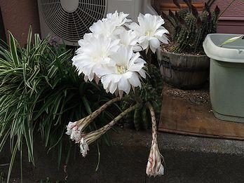 サボテンの花