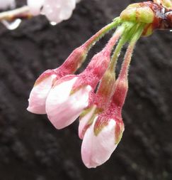 サクラ