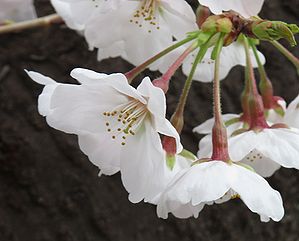 サクラ