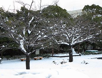 サクラ、定点観測