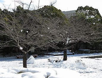 サクラ、定点観測